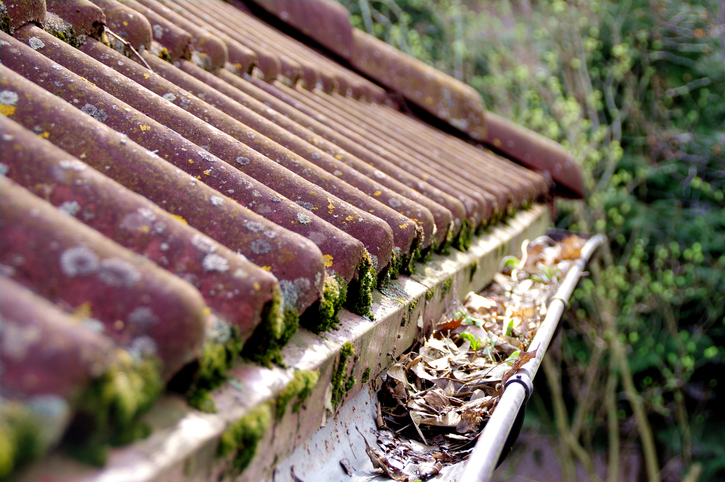 roof, maintenance, gutter, blocked
